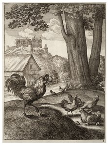 El gallo y la joya